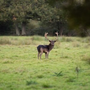 Mason Cycles bikepacking trip to Knepp estate on the south downs