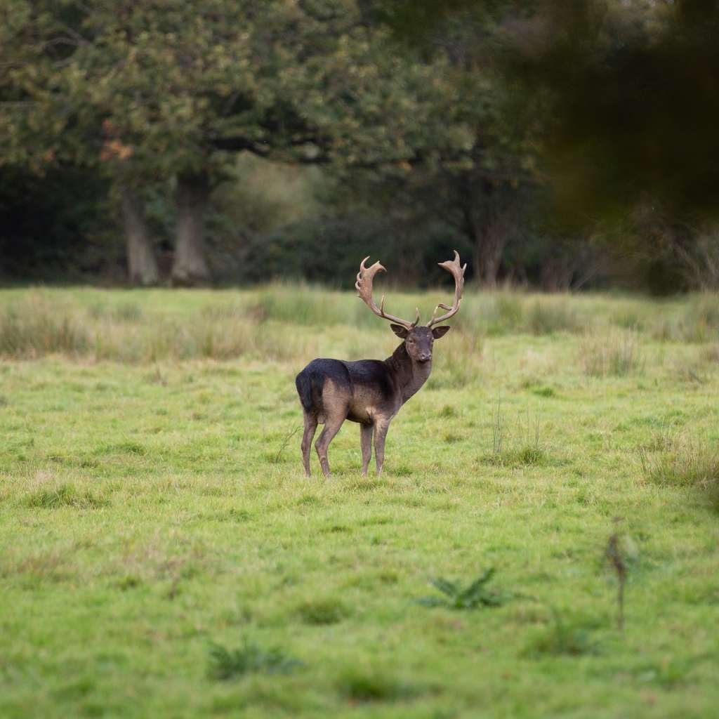 Mason Cycles bikepacking trip to Knepp estate on the south downs